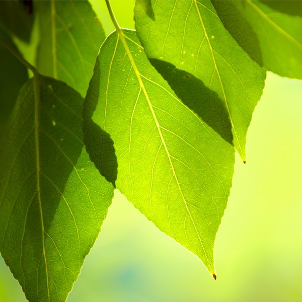 Trách nhiệm với môi trường